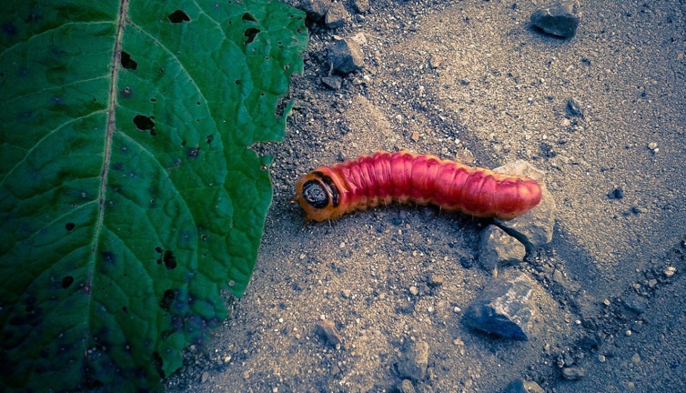 Rüyada solucan görmek ne demek? Rüyada solucan görmek neye işaret?