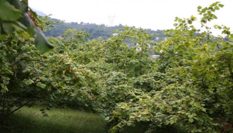 Kahverengi kokarcaya kimse yaklaşamıyor, ilaçlar bile öldüremiyor. Türkiye’de 17 ilde tespit edildi