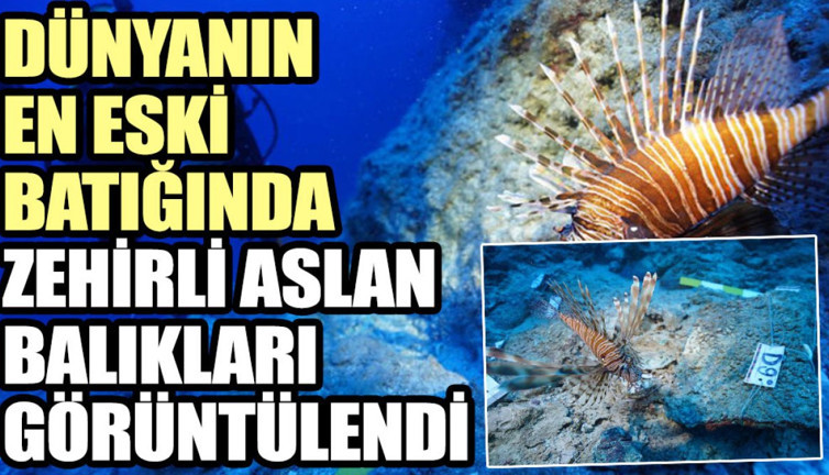 Dünyanın en eski batığında zehirli aslan balıkları görüntülendi