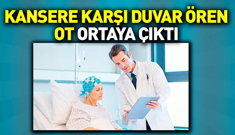 Kansere karşı duvar ören ot ortaya çıktı