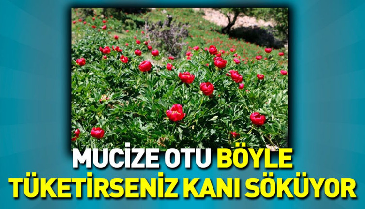 Mucize otu böyle tüketirseniz kanı söküyor