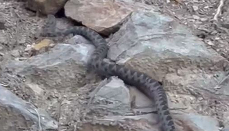 Yatacak yer ararken görüldü