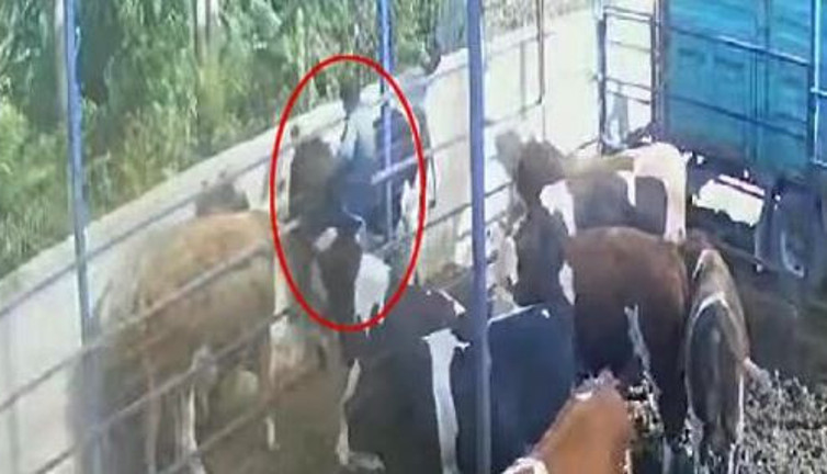 Boynuz darbesiyle 2 metre havaya fırladı