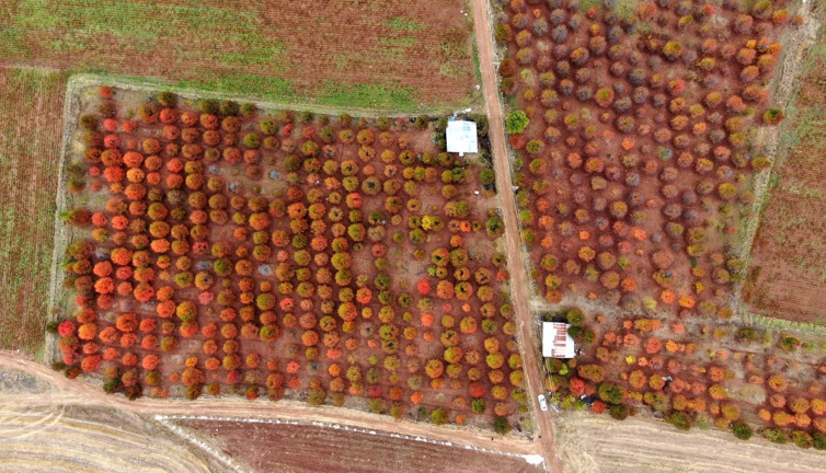 Sonbahar Sivas’ta kartpostallık görüntüler oluşturdu