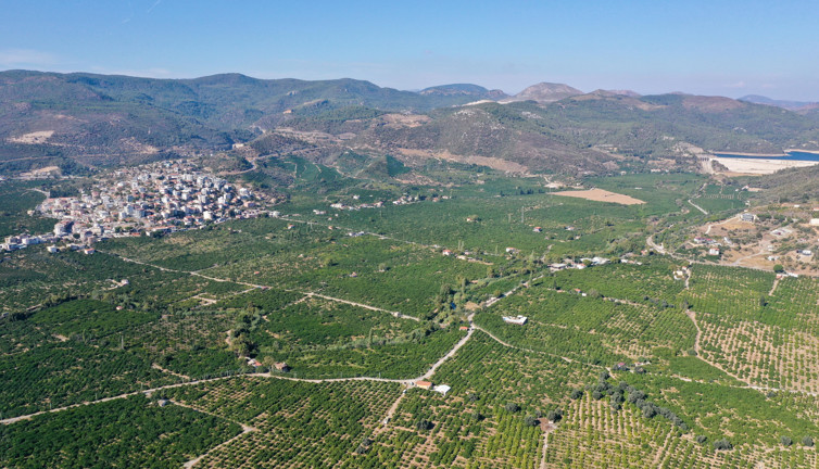 Kanseri önlüyor tansiyonu düşürüyor. Hasadı yeni başladı. Tarlada 7 markette 40 TL