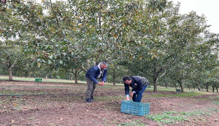 Hasadı başladı kanser ve kalp hastaları avuç avuç yiyor. Tezgaha konmasıyla satılması bir oluyor