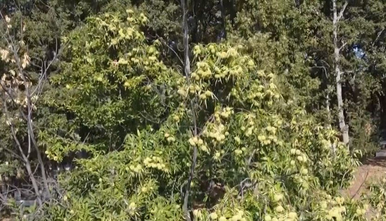 Ağaçtan toplanıyor kuyuda saklanıyor 2 ay sonra satılıyor. Tadına tat katan ot açıklandı