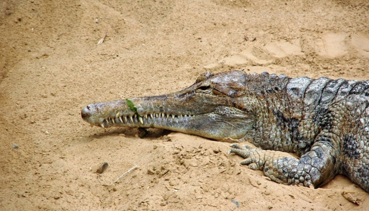 İnsanlara saldıran timsahlar öldürüldü