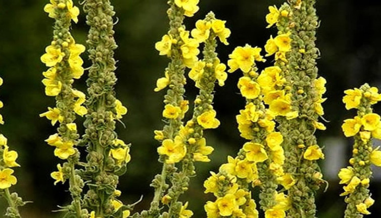 Sığır kuyruğu otunun ilginç yararları (24 Ekim 2023)