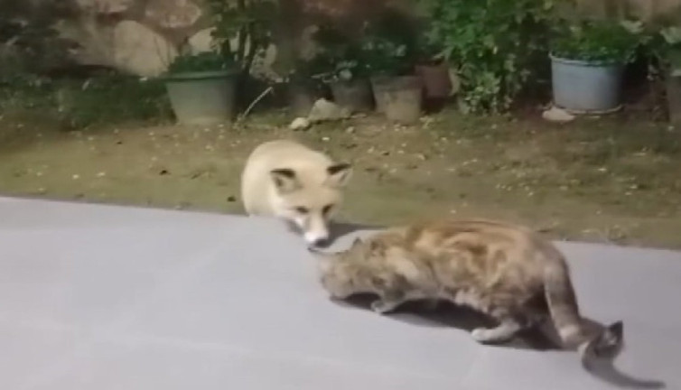 Azılı düşmanlar bir arada yemek yedi. Açlık söz konusu olunca düşmanlığı kenara bıraktılar