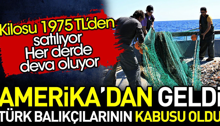 Amerika'dan geldi Türk balıkçılarının kabusu oldu. Kilosu 1975 liradan satılıyor