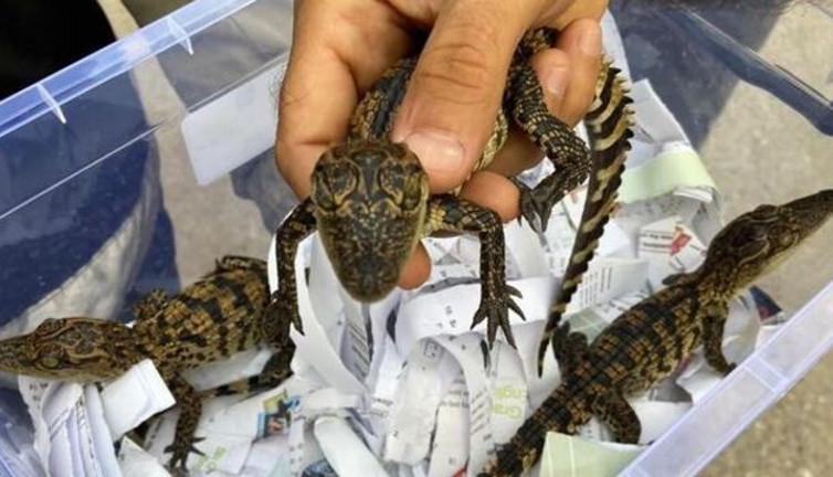 İstanbul'da evinde yavru timsah besleyen bir kişi yakalandı