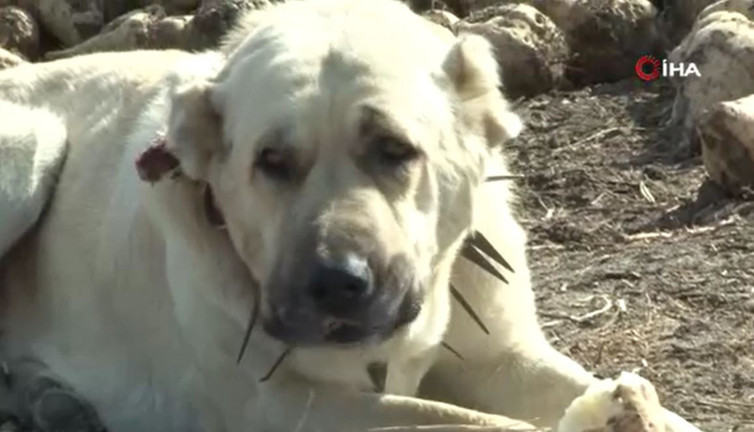 Köylü tarlasında üretiyor dev köpek yedikçe yiyor. Görenler hayret ediyor