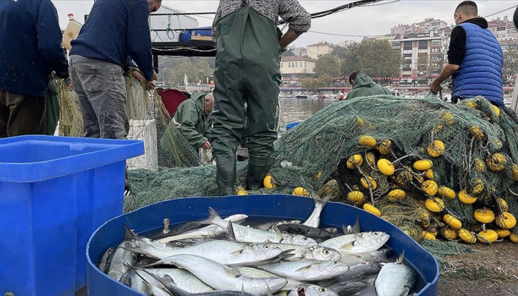 Sarıkanat değil bunlar gerçek lüfer. Tekirdağ'da lüfer bolluğu yaşanıyor