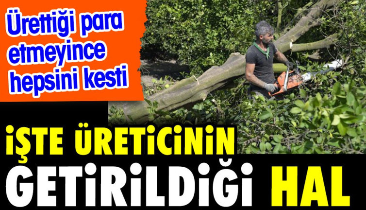 İşte üreticinin getirildiği hal. Ürettiği para etmeyince hepsini kesti