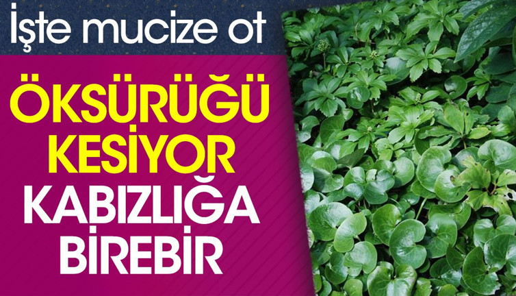 Öksürüğü kesiyor. Kabızlığa birebir. İşte mucize ot