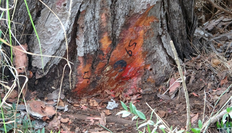 Milyonlarcası aynı anda saldırıyor ormandaki ağaçları yok ediyor. Harekete geçildi