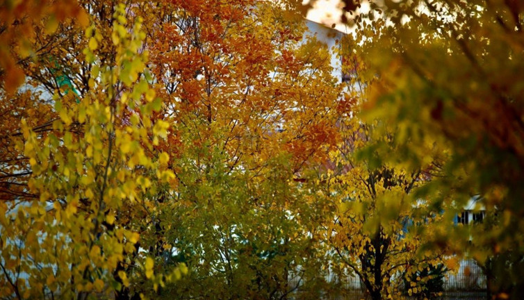 Sonbahar Ağrı'da karpostallık görüntülere sahne oldu. Kamerasını alan doğaya koştu