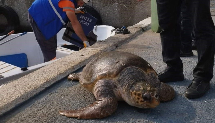 Mersin'de 20'ye yakın deniz kaplumbağası ölü bulundu