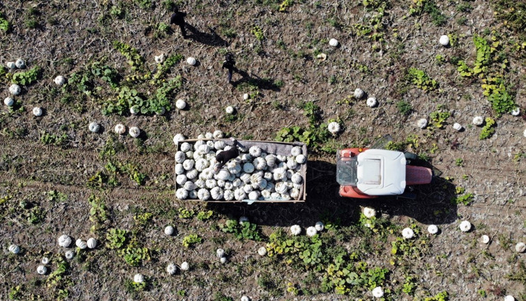 'Beyaz Elmas'ın hasadı başladı Alman ve İtalyanlar kapışıyor. Tarlada kilosu 6 pazarda 15 TL