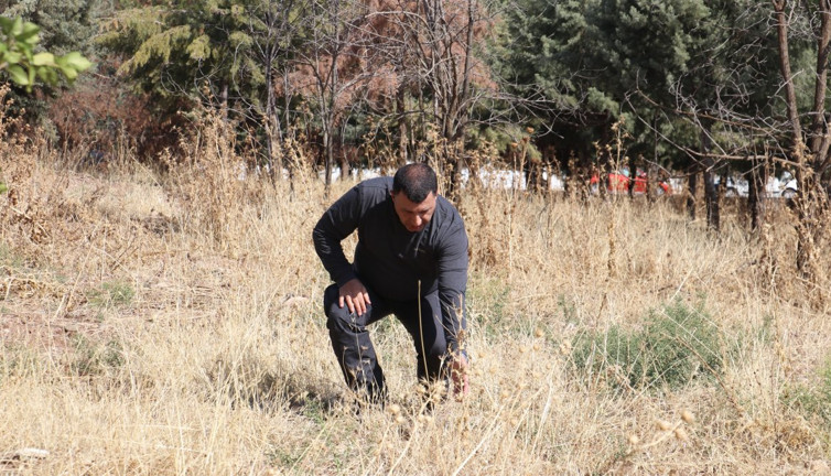 Diyarbakır ve Bingöl’e kuşattı, cadde ve sokakları çekirgeler istila etti. Çözüm yolu Atalarımıza uzanıyor