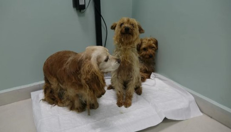 Üretilen cins köpekleri hevesleri geçince sokağa attılar