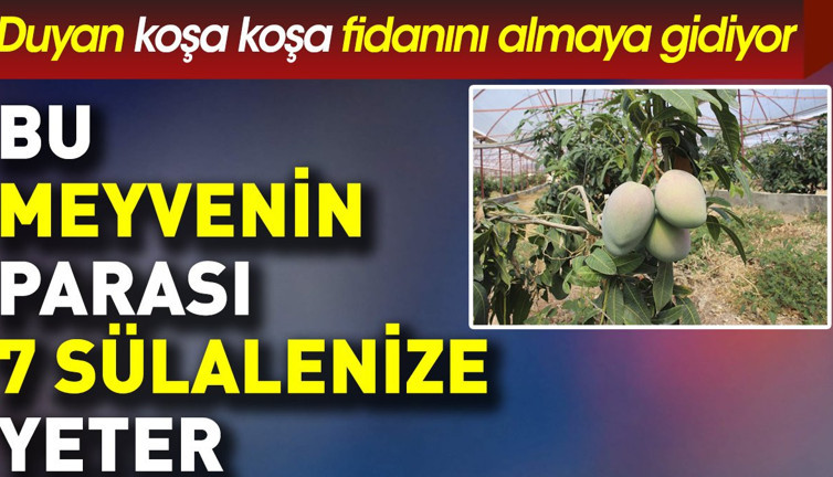 Bu meyvenin parası 7 sülalenize yeter. Duyan koşa koşa almaya gidiyor