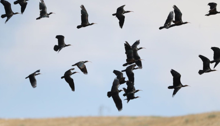Kelaynaklara 'kırmızı' koruma! Dünyada sadece Nil Vadisi ve Birecik’te görülüyor
