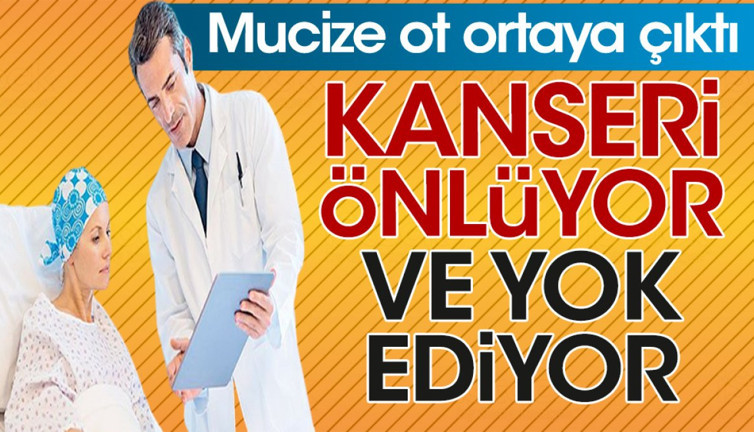 Kanseri önlüyor yok ediyor. Mucize ot ortaya çıktı