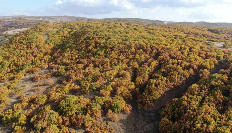 Sonbahar'ın gelmesi ile meşeler kartpostallık pozlar veriyor