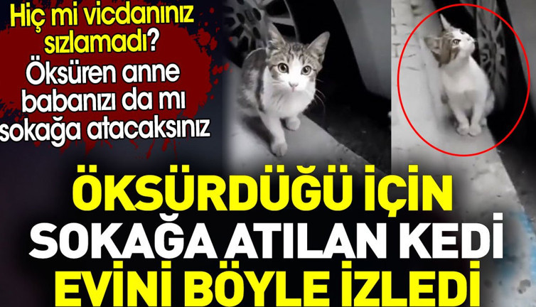 Öksürdüğü için sokağa atılan kedi evini böyle izledi. Hiç mi vicdanınız sızlamadı?