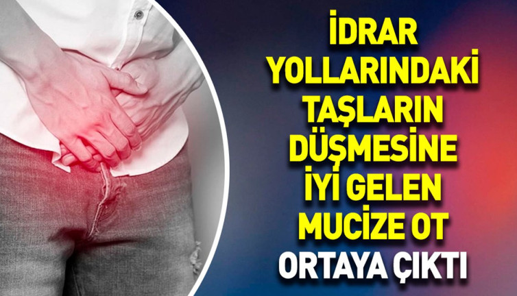 İdrar yollarındaki taşların düşmesine iyi gelen mucize ot ortaya çıktı