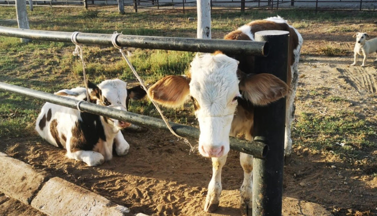 Dalgın vatandaş hayvan pazarında ortalığı ayağa kaldırdı. Böylesini de ilk kez görüyoruz