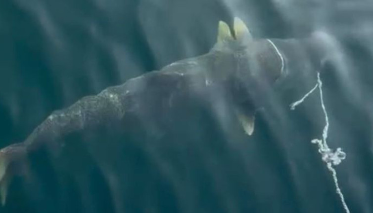 Barajda özel oltasıyla yakaladı. Dev balık şaşkına çevirdi