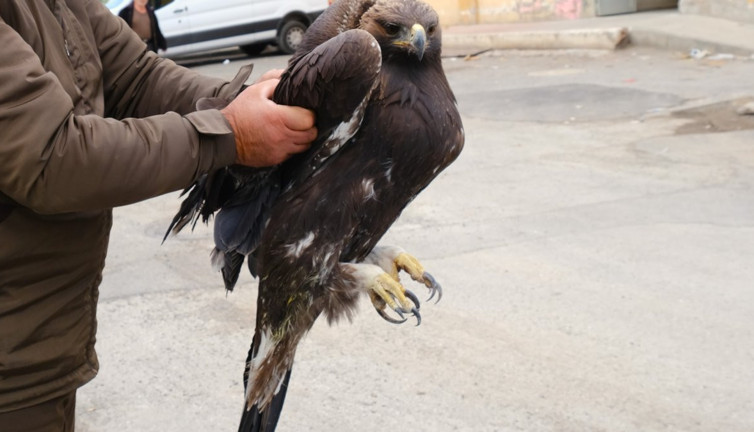 Heybetli Kartal uçamayınca tedavi altına alındı