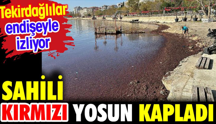 Sahili kırmızı yosun kapladı. Tekirdağlılar endişeyle izliyor