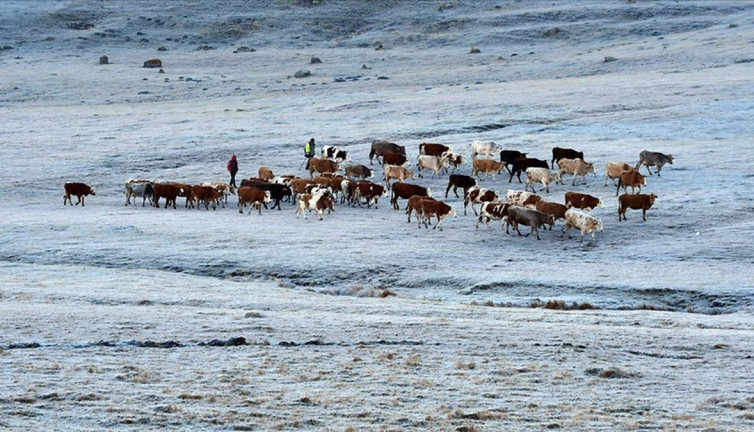Ardahan, Erzurum ve Kars'ı soğuk hava vurdu: Camları buz tuttu, bitkileri kırağı kapladı