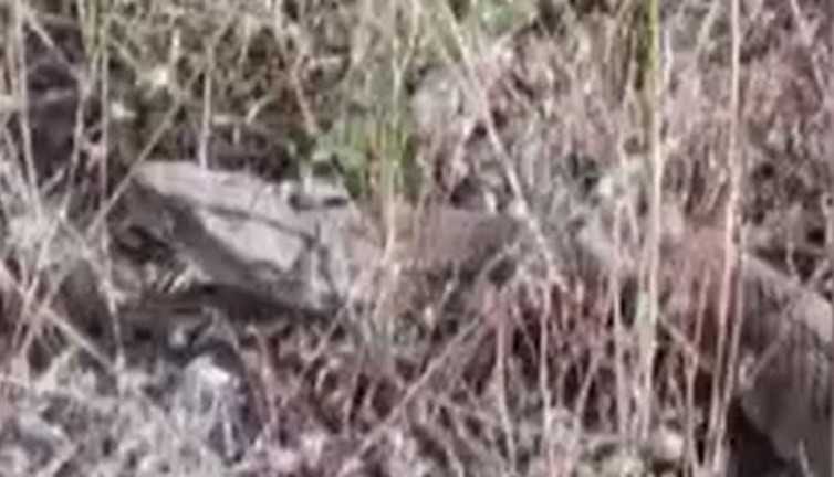 Sivas’ta görüntülendi. Zehirli dev yılan hayrete düşürdü