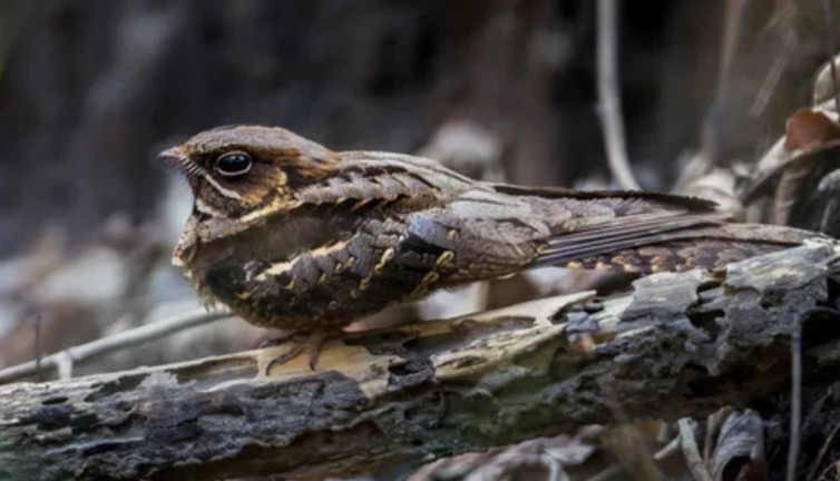 Çobanaldatan kuşu tedavi edildi. Adı neden Çobanaldatan?