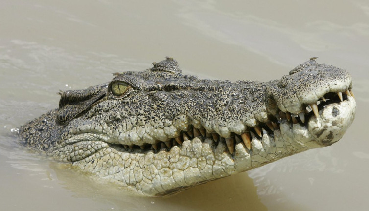 Timsah saldırısından timsahı ısırarak kurtuldu