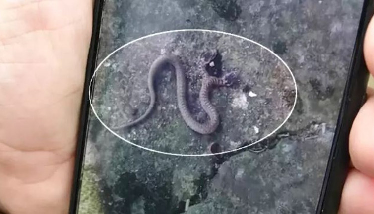 Trabzon’da çift başlı yılan görüntülendi