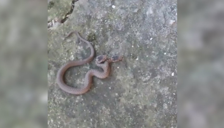 Çift başlı yılanı gördü gözlerine inanamadı. Beton zeminde sürünürken fark etti
