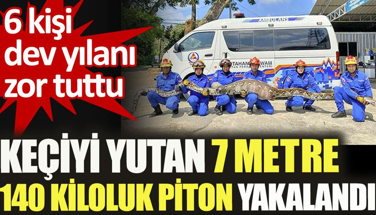Keçiyi yutan yedi metre 140 kiloluk piton yakalandı