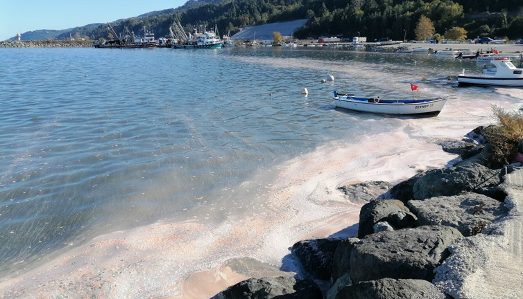 Kastamonu’da deniz yüzeyi sarı tabakayla kaplandı, etrafı kötü koku sardı