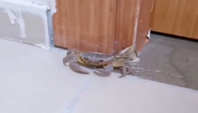 Öğrenci yurdu odasına yengeç girdi