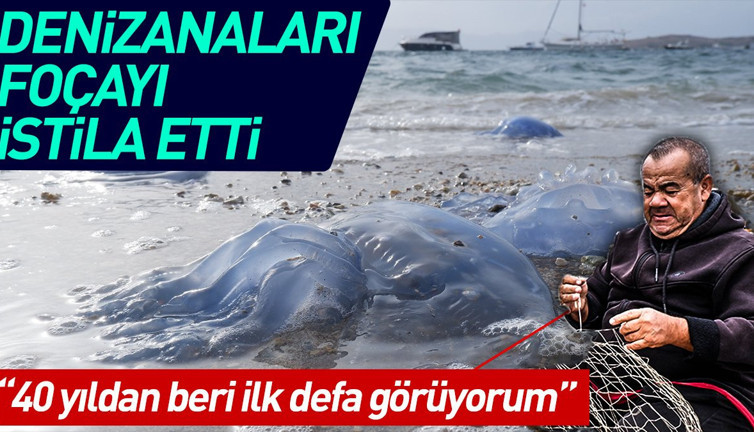 Denizanaları Foçayı istila etti: 40 yıllık balıkçıyım böylesini görmedim