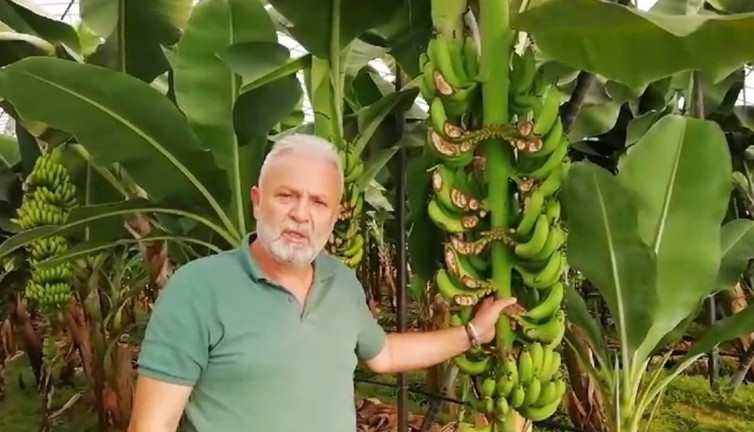 Muz ağaçlarını talan eden hırsızlar üreticiyi 200 bin lira zarara soktu