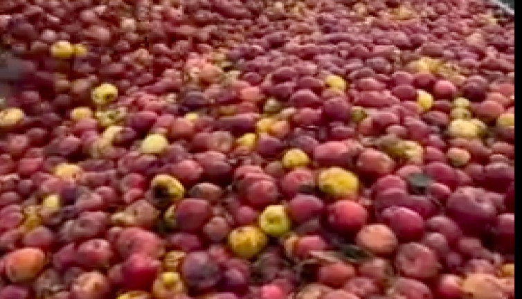 Meyve suyu üretimi için toplanan elmaların görüntüsü gündem oldu