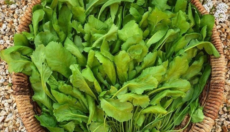 Tembel bağırsakları arı gibi çalıştıran sebze. En sağlıklı sebze listesinin en başında