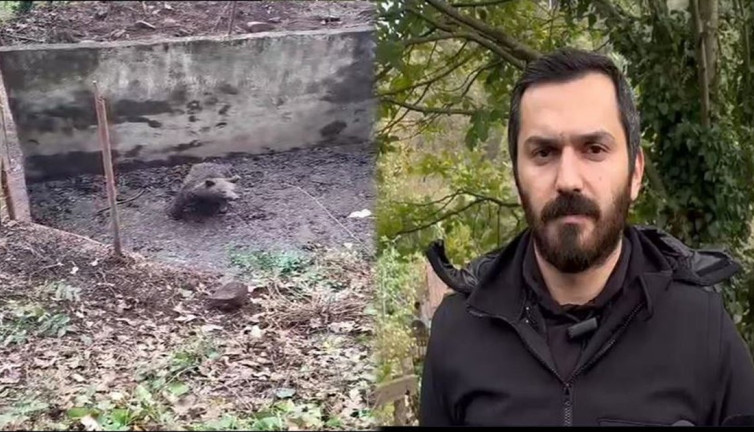 Yavru ayı Samanlı Dağları eteklerinde 2 metrelik boş havuza düştü: ‘Beni kurtarın’ diye gözümüzün içine bakıyordu